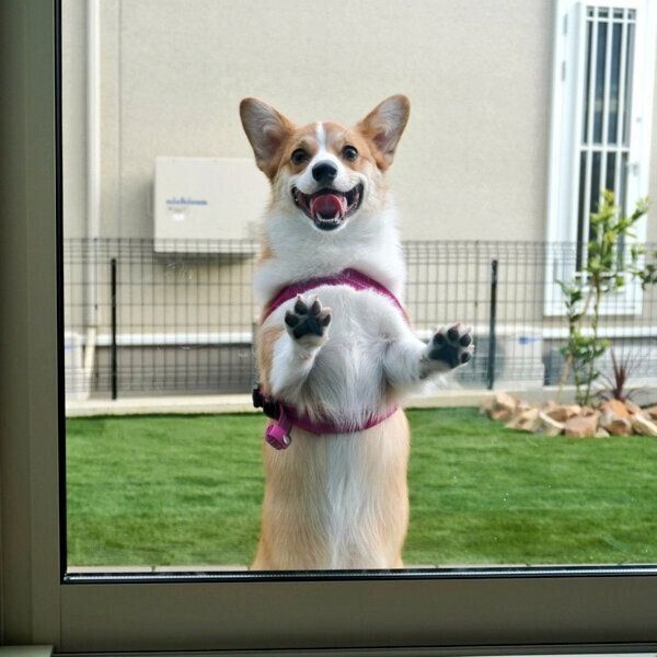 可愛らしい笑顔を見せるくるみちゃん