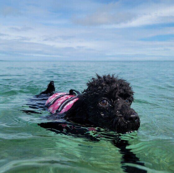 トイ・プードル 犬かき