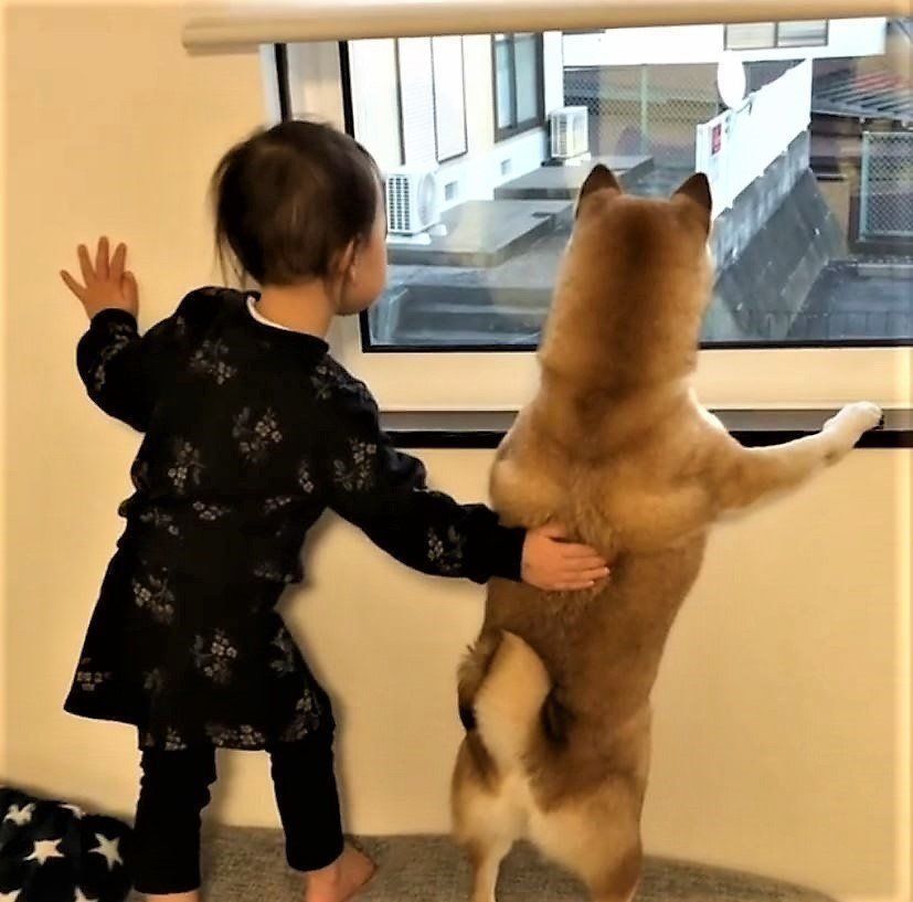窓の外をのぞく柴犬