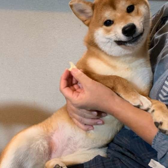 キャベツもらえた♪