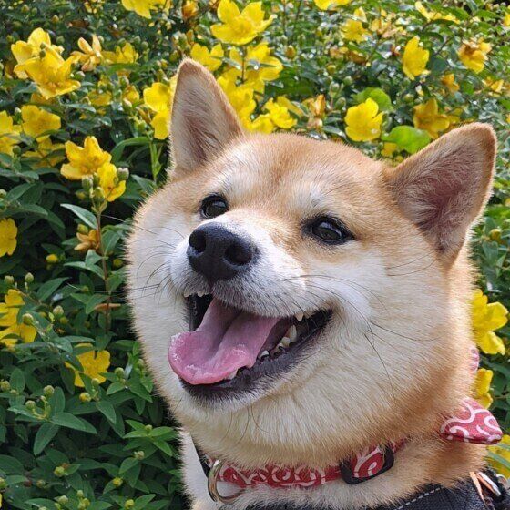 柴の福ちゃん♪