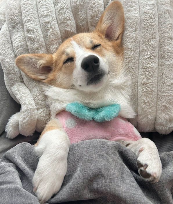 1才になったまるちゃん