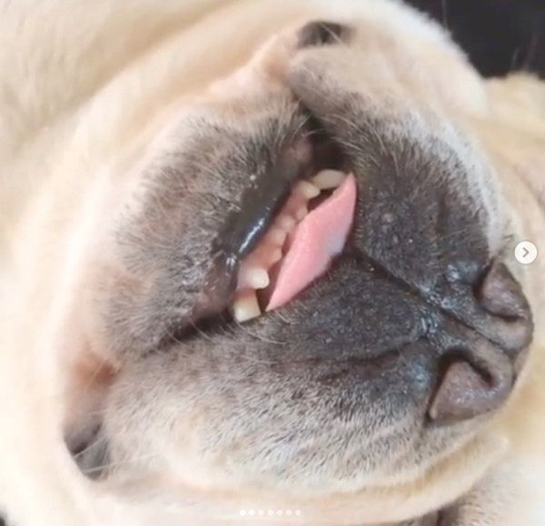 ソファでヘソ天するフレンチ・ブルドッグ