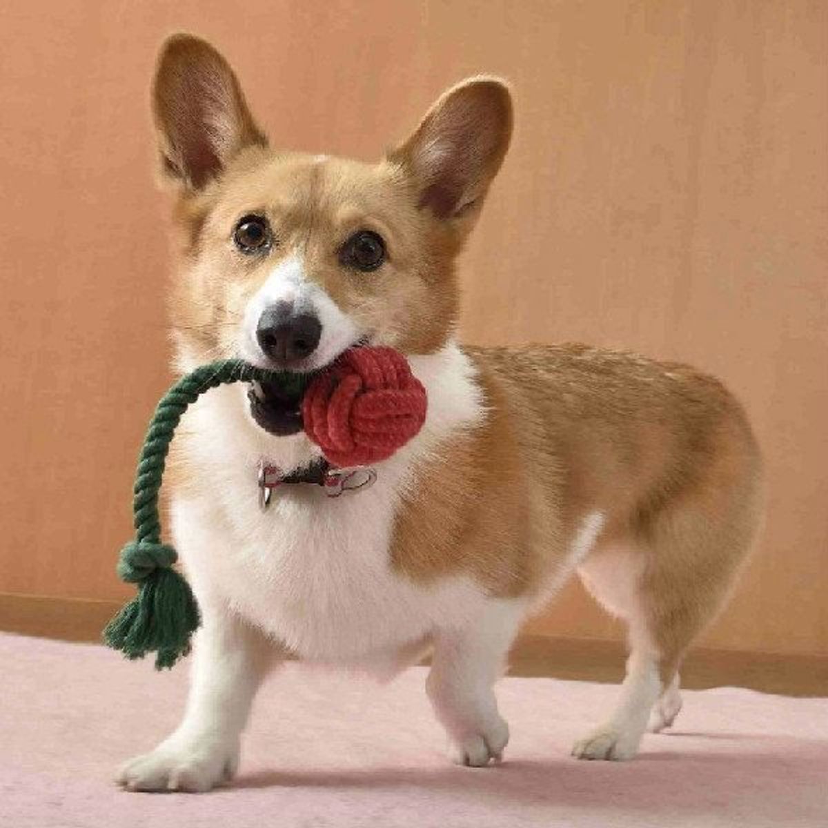 ロープトイで遊ぶとイイコトづくめ 楽しいだけじゃない意外なメリット3つ いぬのきもちweb Magazine ロープトイで遊ぶとイイコトづくめ 楽しいだけじゃない意外なメリット3つ いぬのきもちweb Magazine