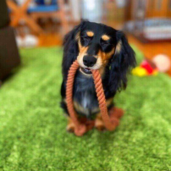 おもちゃで遊ぶミニチュア・ダックスフンド