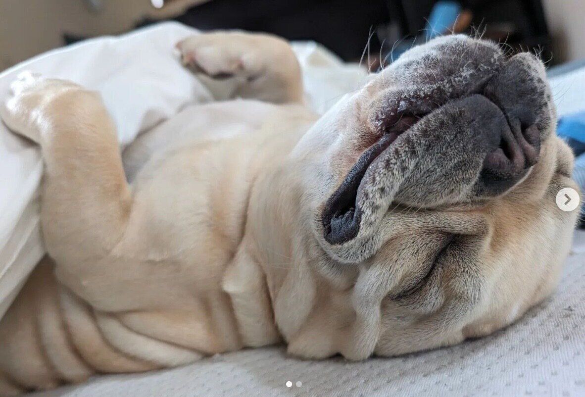 気持ちよさそうに眠る桜丸くん