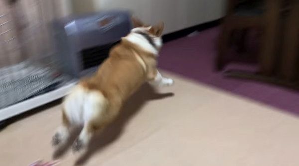 爆走するコーギー
