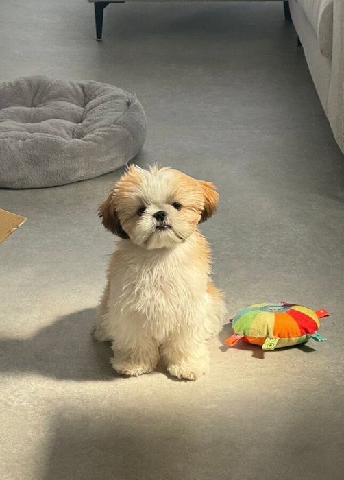 飼い主さんは、奈子ちゃんの「ぺちゃっとしたお顔も大好き」なのだとか