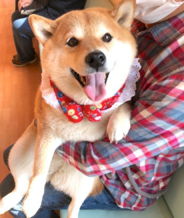 笑顔のハナちゃん