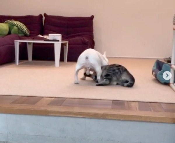 スパーリングを楽しむべんじーちゃんとマロンちゃん