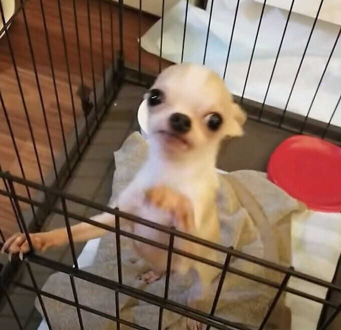 チワワのムギちゃん