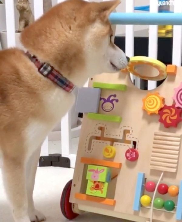 知育玩具で遊ぶ柴犬