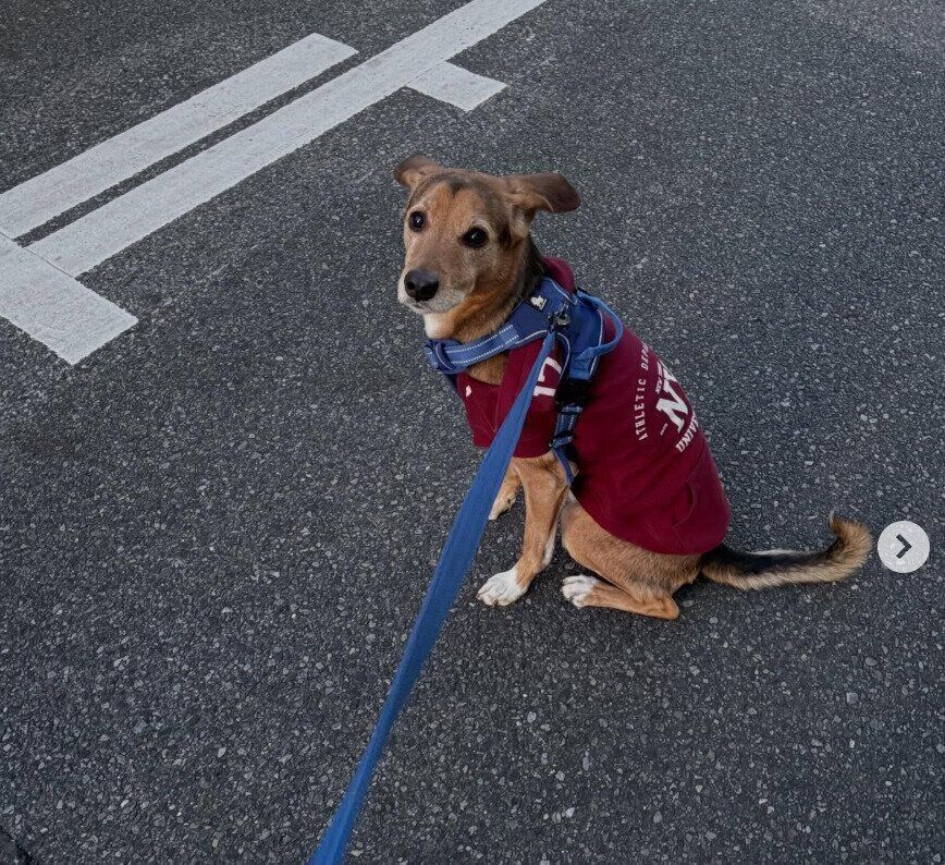 「拒否犬」になるあのくん