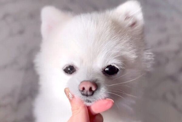 見つめるぽんちゃん