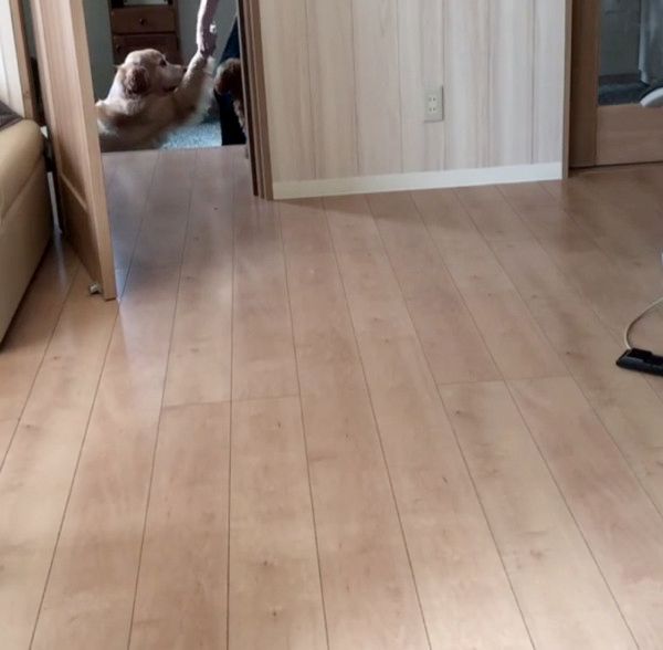 お風呂を拒否する犬