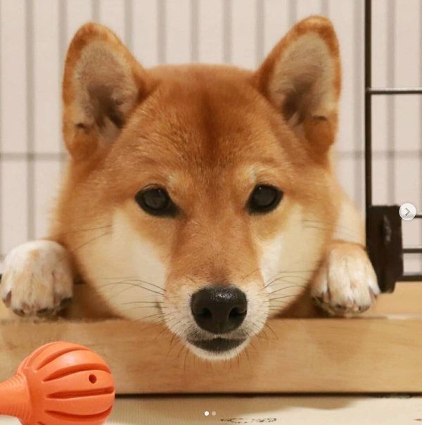 まったりする柴犬