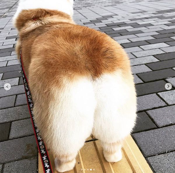 食パンにクロワッサン パン にそっくりなワンコを集めてみたｕ ｪ ｕ いぬのきもちweb Magazine