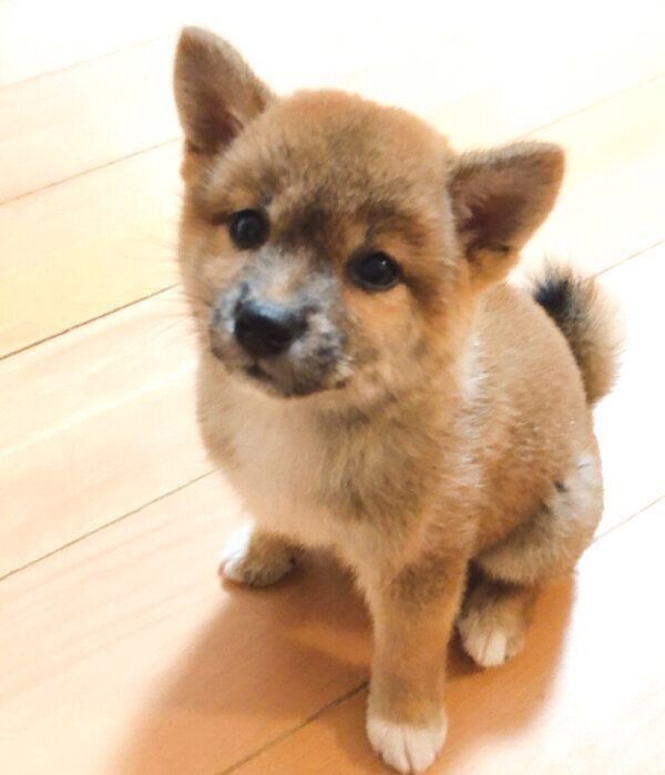 子犬時代のタツノコ姫ちゃん