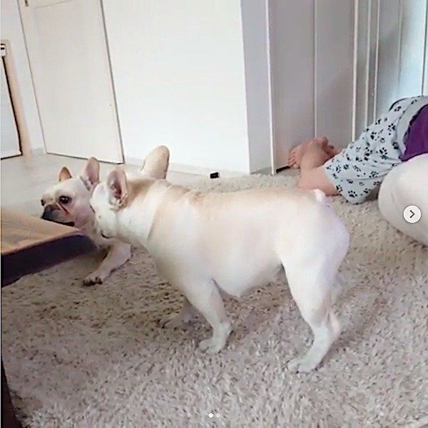 父ちゃんをめぐって戦うフレンチ・ブルドッグ