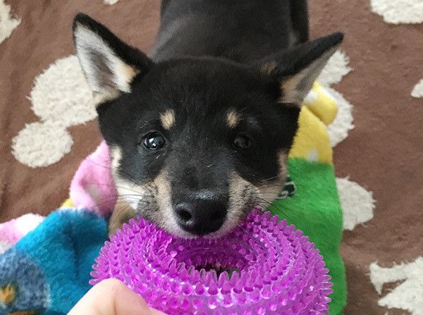 シニア世代必読 犬と暮らしたい人が事前に知っておきたい4つのこと いぬのきもちweb Magazine