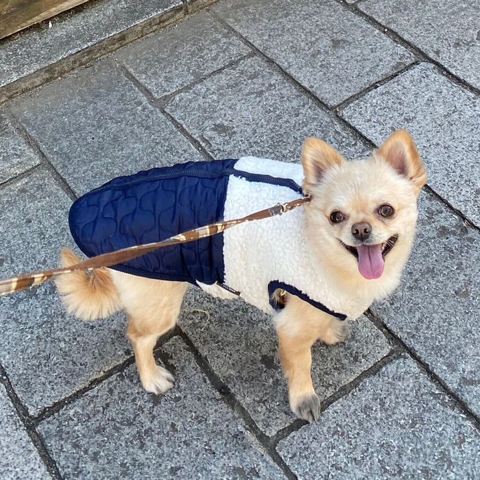 ふだんの様子 お散歩中のてんくん