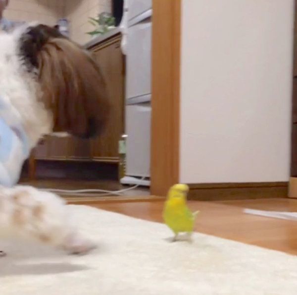インコに遊ばれるシー・ズー