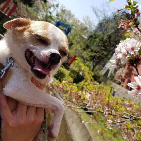 チワワのハナちゃん