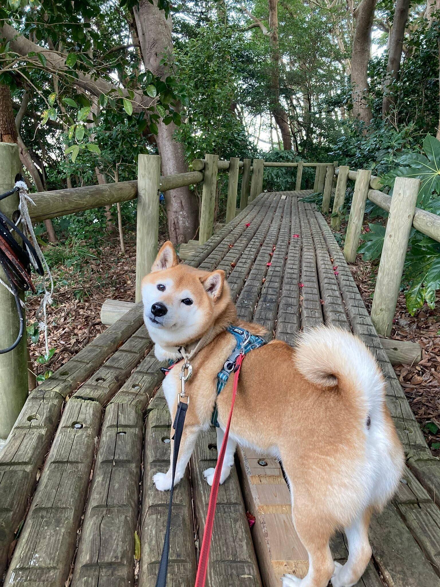 散歩をするポンたろうくん　朝夕の散歩から帰ると、全力で家の中を走り回るのだとか