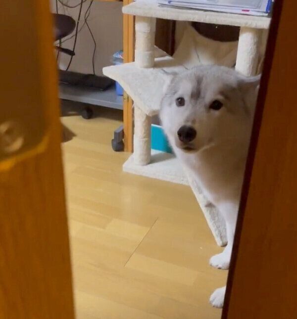 見つめるユキちゃん