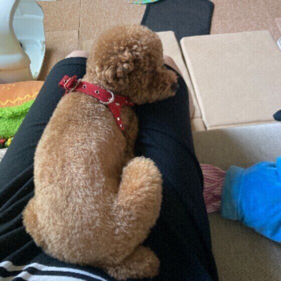 トイ・プードルのくーちゃん