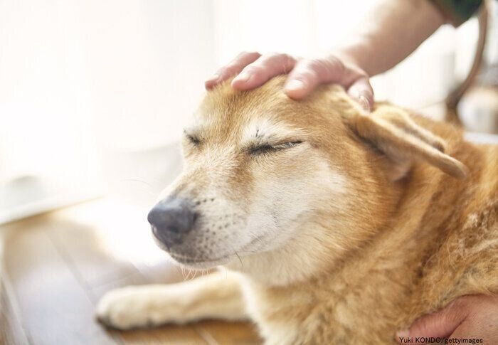 なでてもらう犬