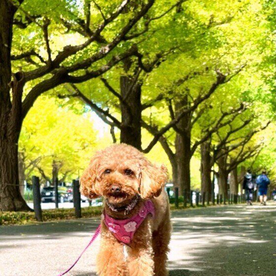 犬に銀杏(ぎんなん)を食べさせてはいけない理由 お散歩での拾い食いにも注意！ いぬのきもち