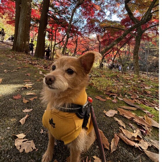 紅葉を見ながら秋のお散歩