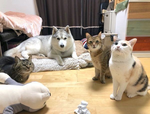 ちゅ〜るを見つめるシルビアちゃんと猫ちゃん