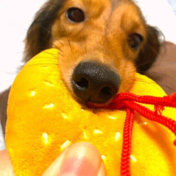 おもちゃで遊ぶMix犬