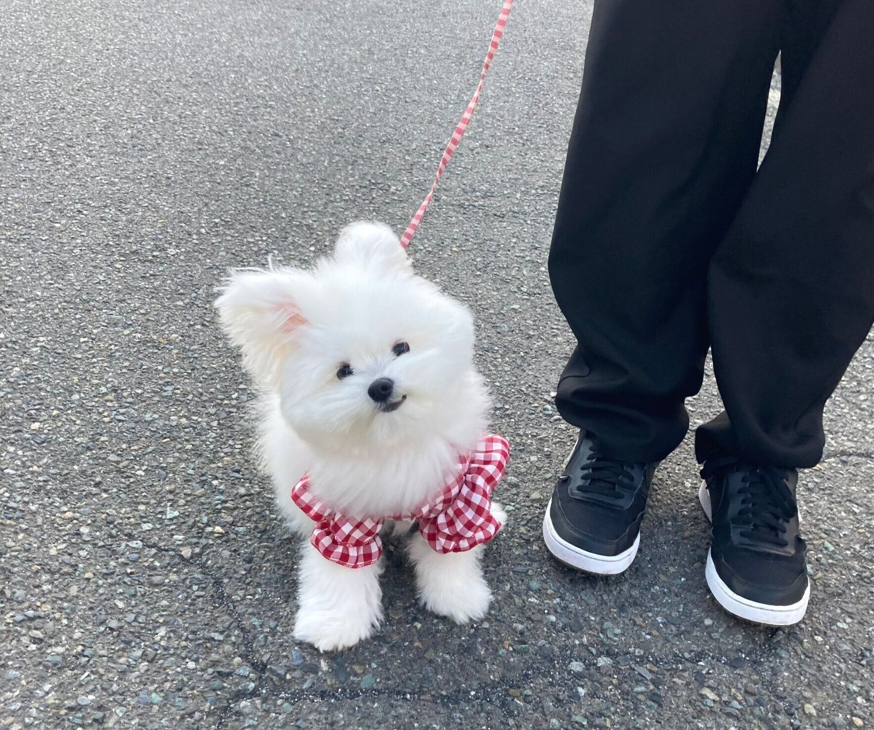 散歩するおもちちゃん