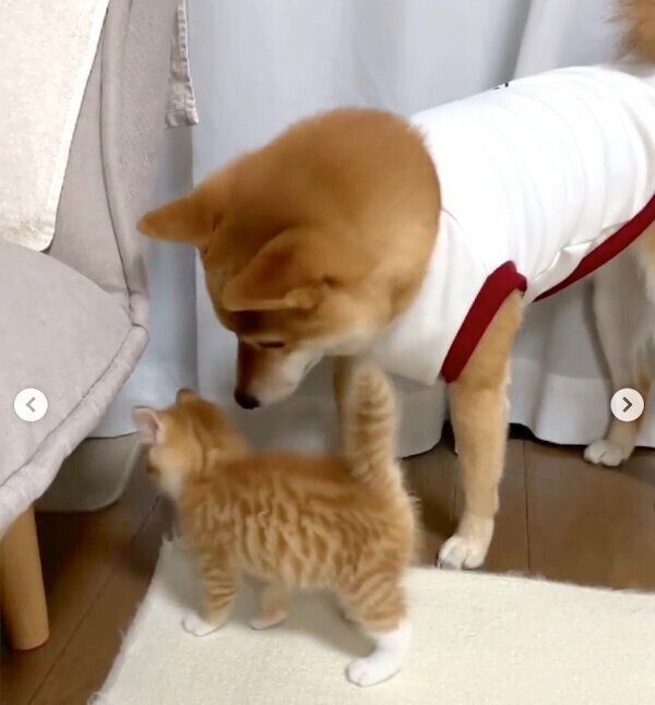 りんくんを見守るぷくちゃん