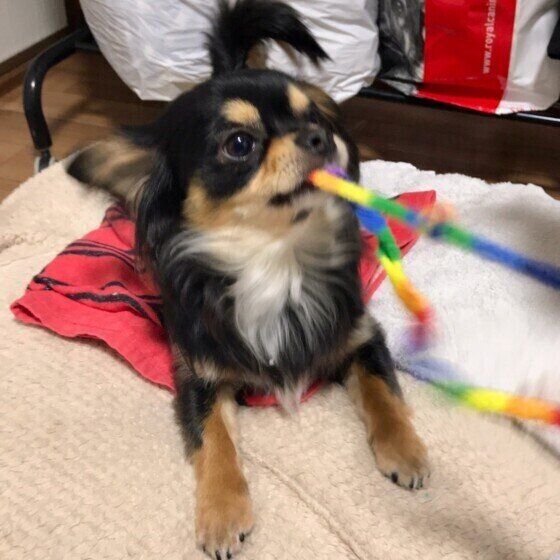 チワワ ルイくん