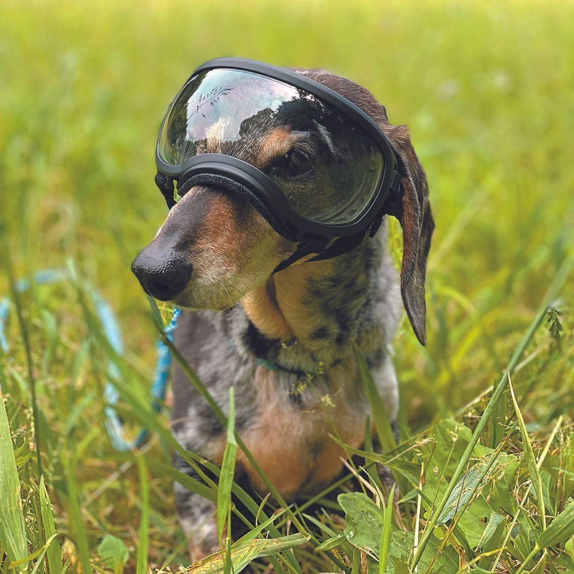 散歩時は、草木などが目に入らないよう犬用ゴーグルを装着