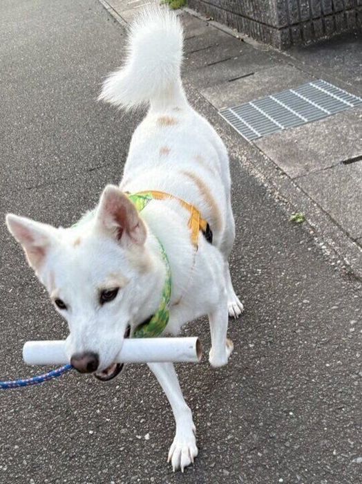 ラップの芯をくわえて散歩をするらっちゃん