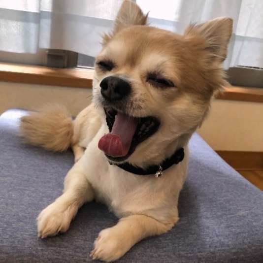 あくびをするチワワ