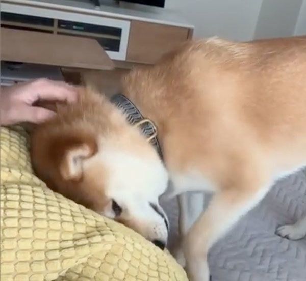 柴犬のこてつくん