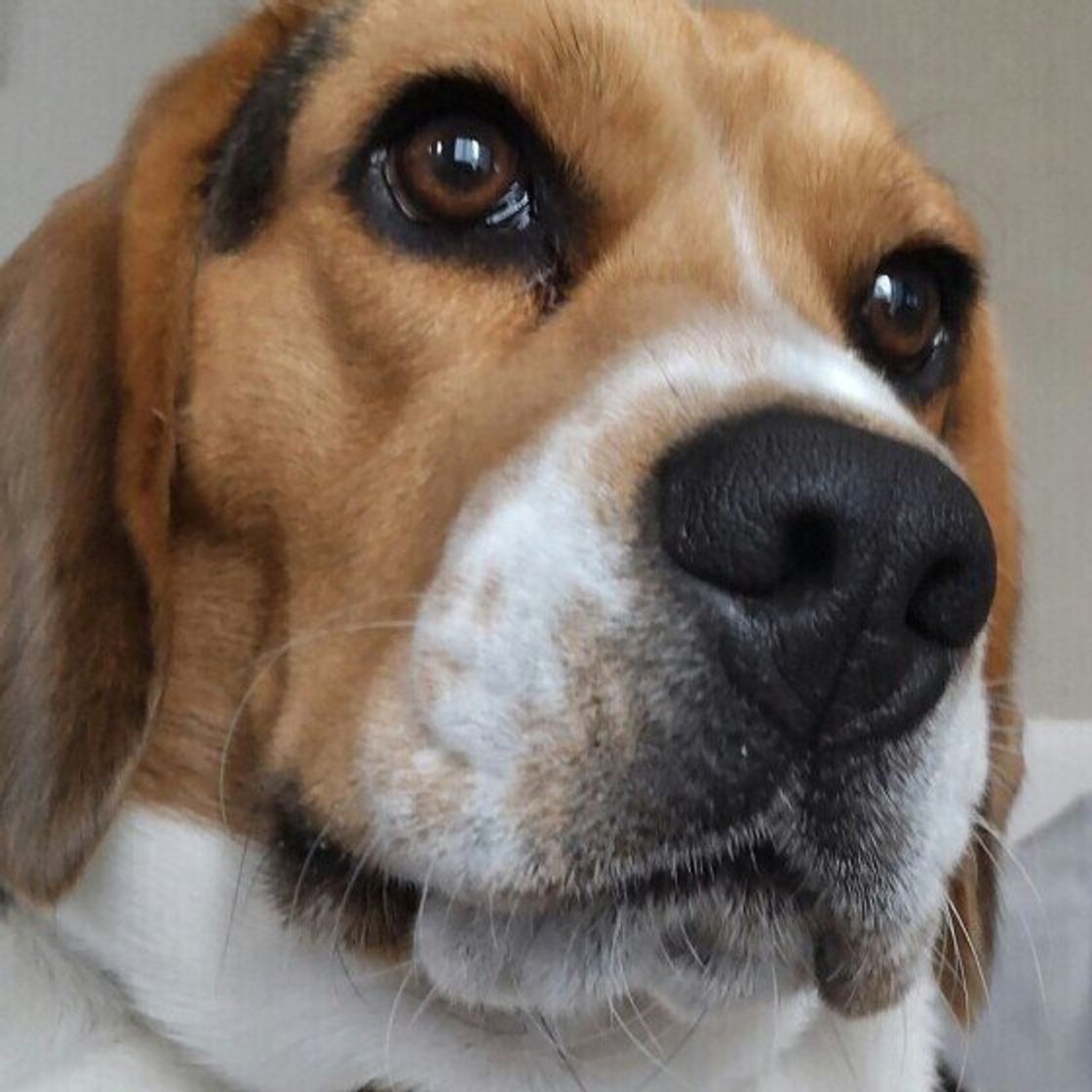 フンッと鼻を鳴らすのはなぜ 愛犬のしぐさからわかる意外な気持ち いぬのきもちweb Magazine フンッと鼻を鳴らすのはなぜ 愛犬のしぐさからわかる意外な気持ち いぬのきもちweb Magazine