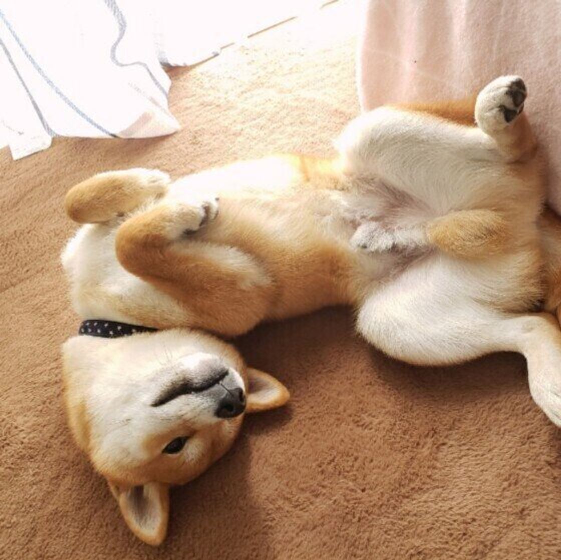 意外な気持ちも 犬が 床に体をすりすり 5つの理由 いぬのきもちweb Magazine 意外な気持ちも 犬が 床に体をすりすり 5つの理由 いぬのきもちweb Magazine