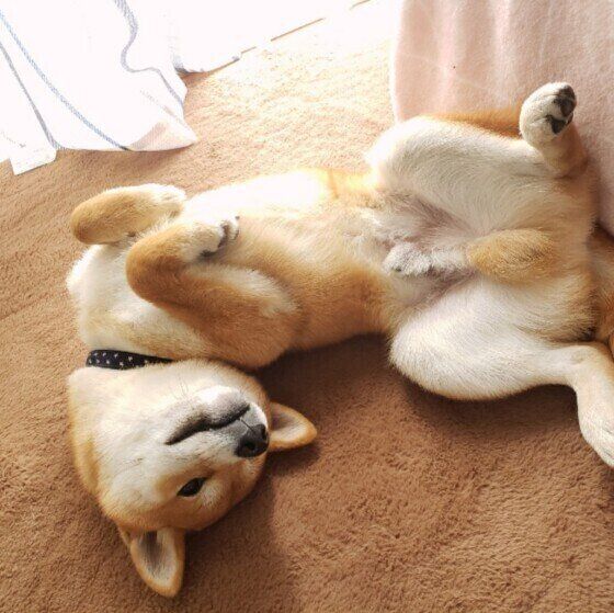 柴 ハマチ ごろん