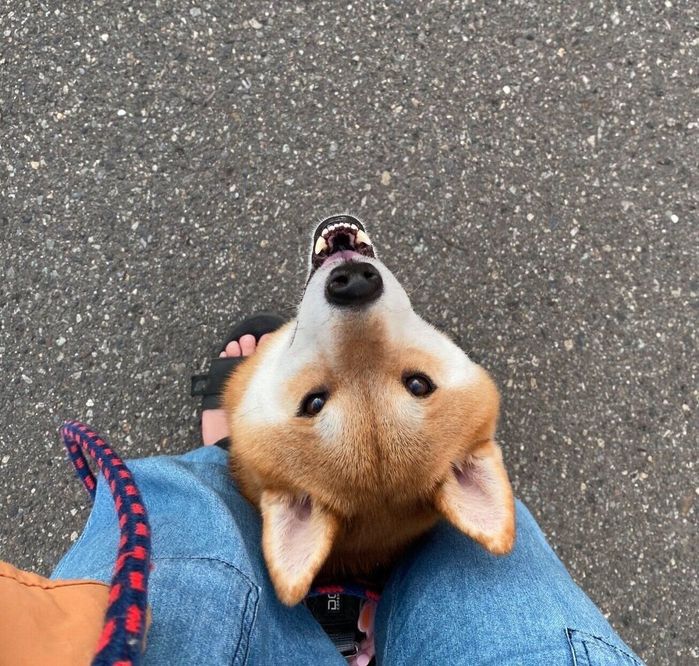 飼い主さんの足の間から顔を出すこむぎくん