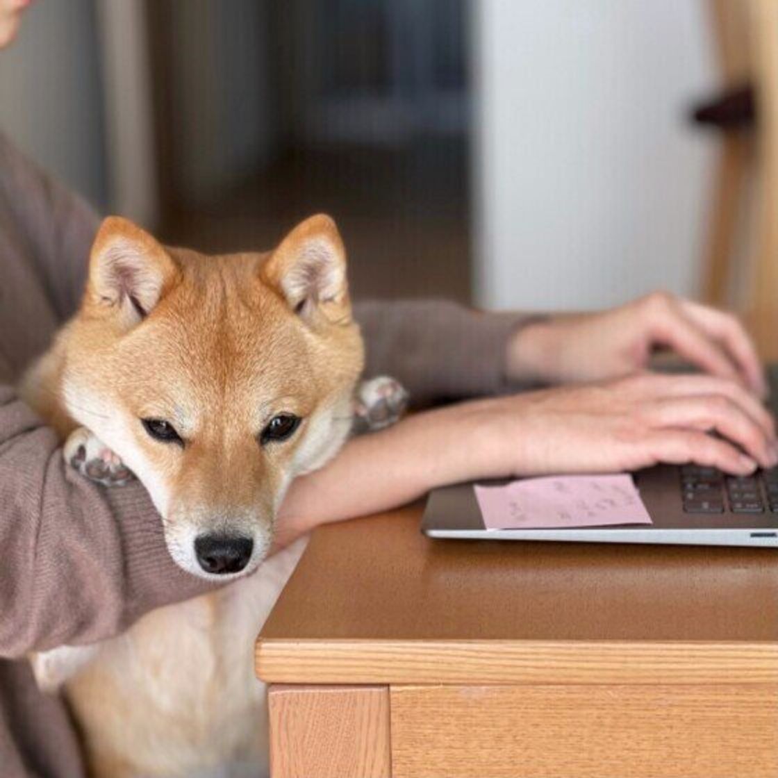 仕事中にイライラ 犬にも伝わる 在宅勤務をしている飼い主が気をつけたいこと いぬのきもちweb Magazine 仕事中にイライラ 犬にも伝わる 在宅勤務をしている飼い主が気をつけたいこと いぬのきもちweb Magazine