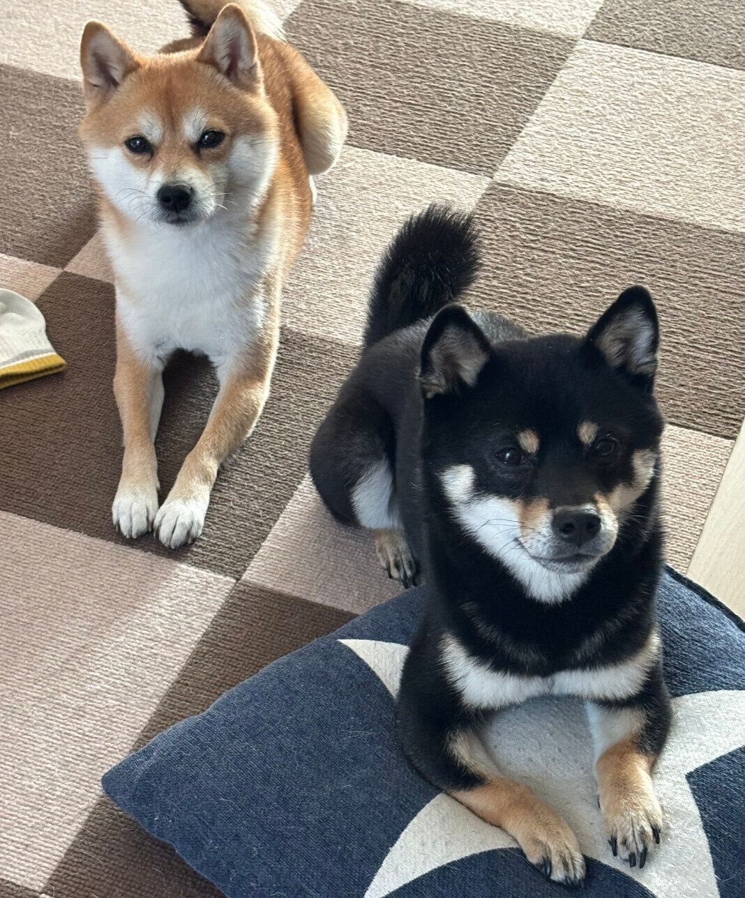 並んで待つクロンくんとキーラちゃん