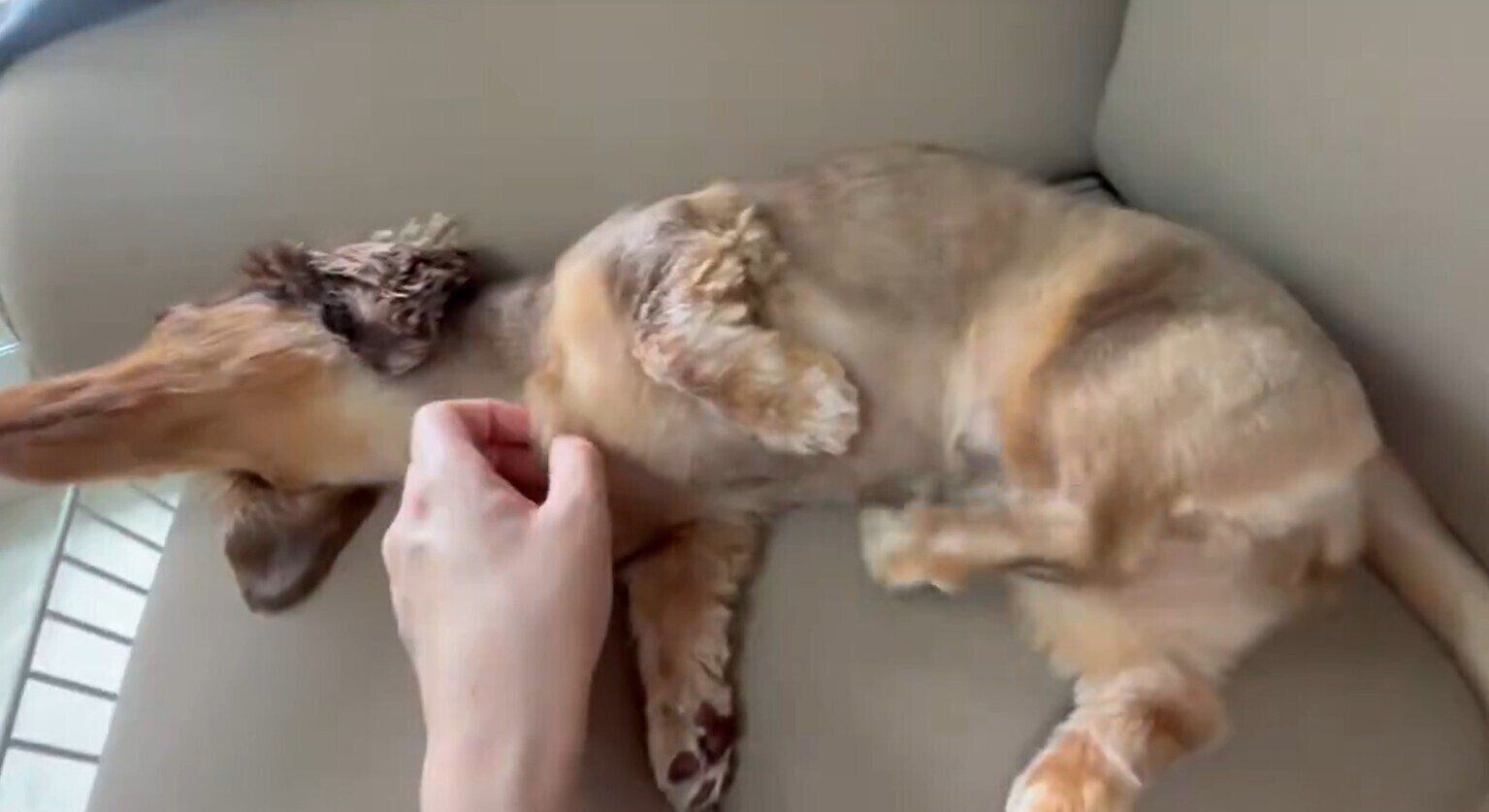 飼い主さんに体をかいてもらうむぎちゃん