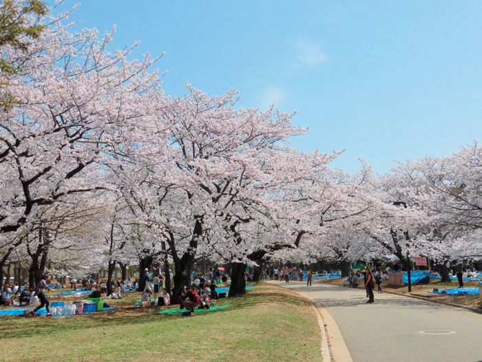東京都　代々木公園　桜　花見